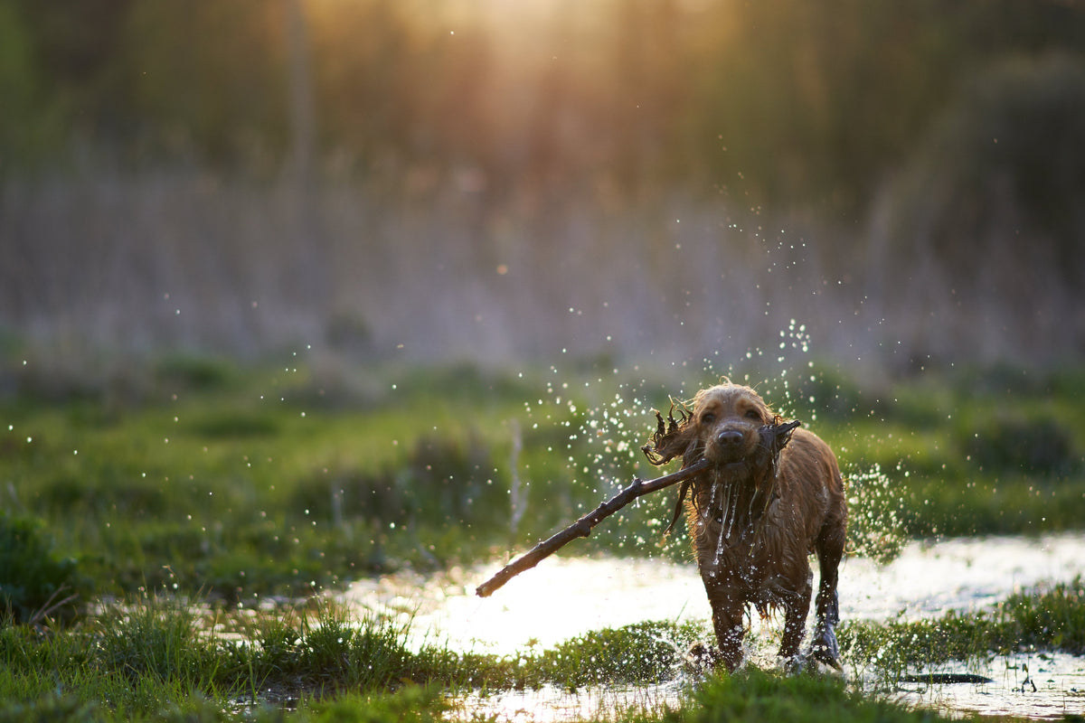 A dog running through shallow water with a stick in its mouth