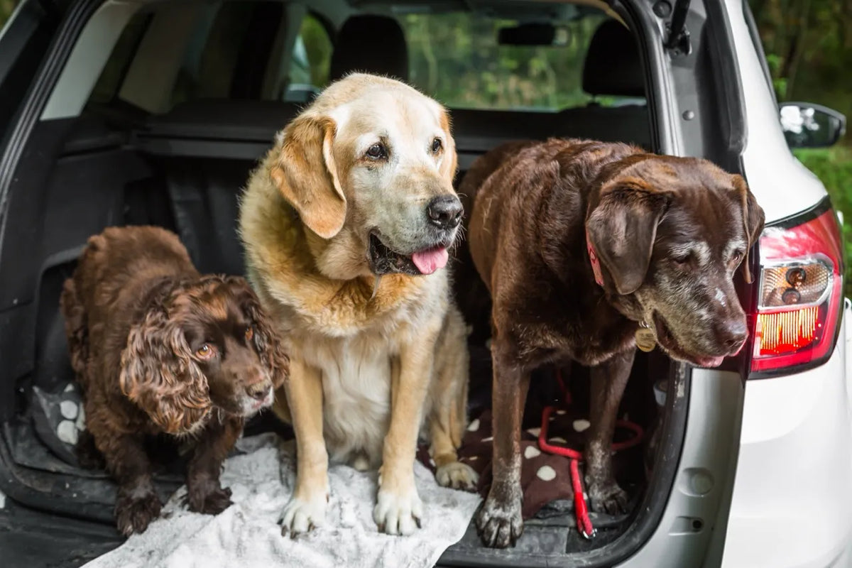 How to Stop Muddy Dog Paw Prints in Your Car