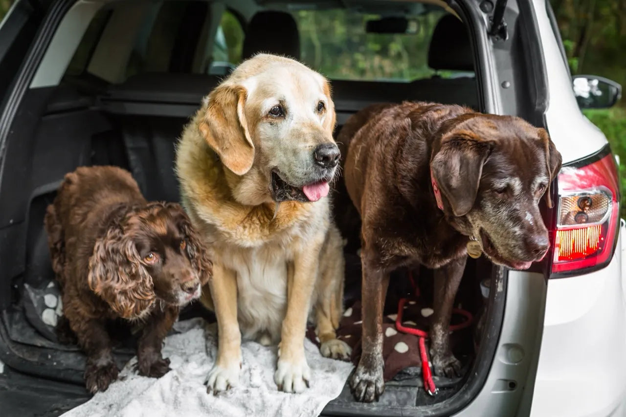 How to Stop Muddy Dog Paw Prints in Your Car