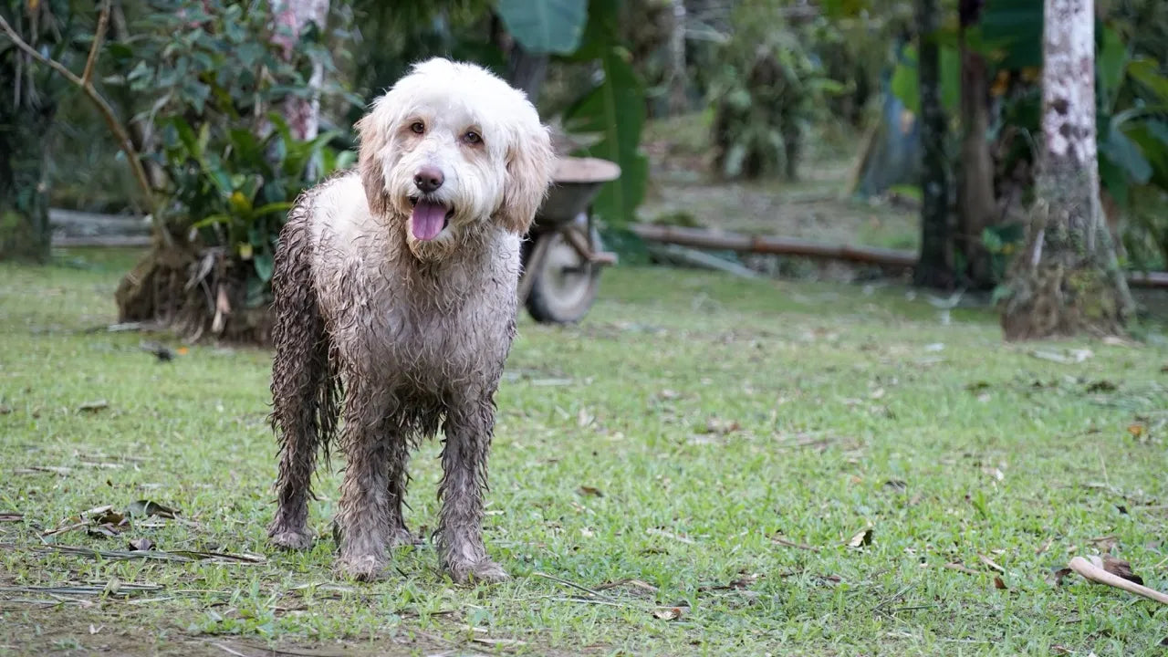 How to Clean a Muddy Dog Before Getting Back in the Car