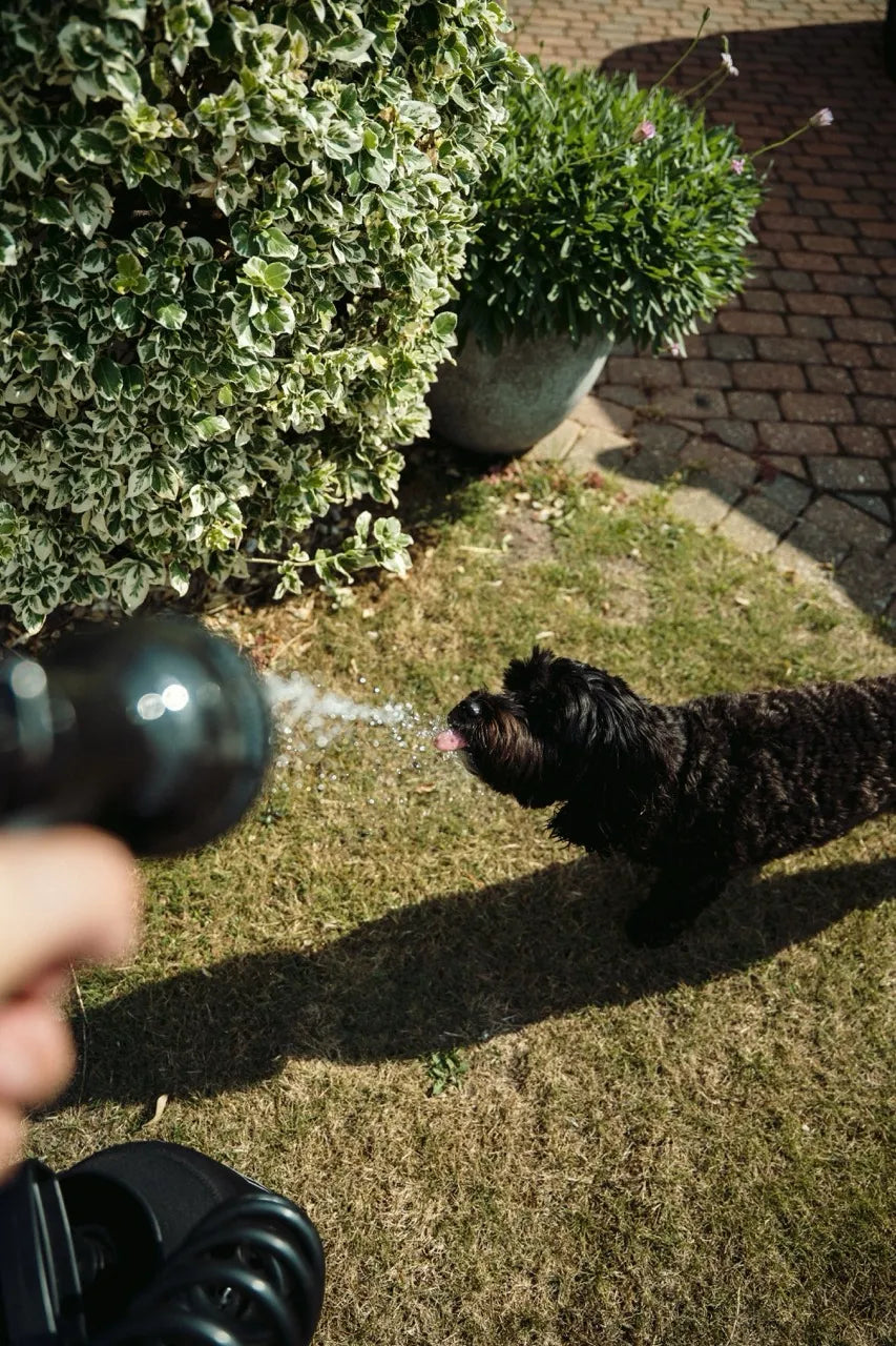 Best Portable Dog Shower and Wash 2026
