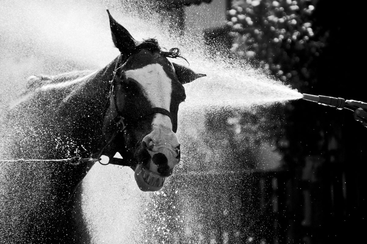 Best Portable Horse Shower and Wash Systems 2026