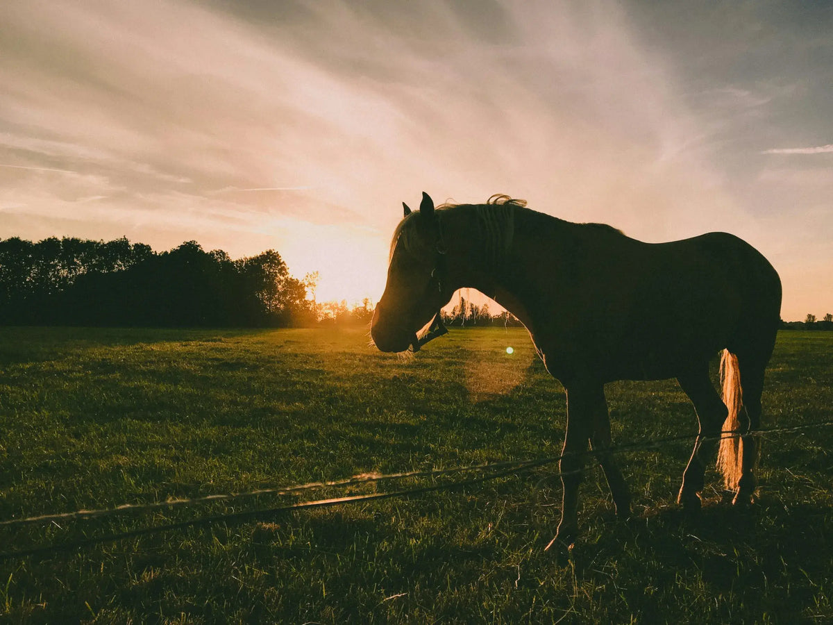 Electric vs Manual Portable Horse Washers